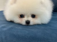 SAĞLIK VE IRK GARANTİLİ TEDDY BEAR BOO
