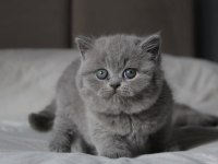 Gümüş Mucize Gri British Shorthair