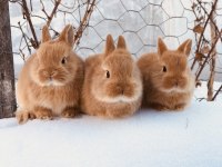 Cüce ve mini lop tavşanı bebeklerimiz