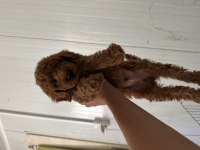 Toy poodle yavrumuz 2 aylık
