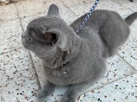 Acil 5 yaşında kedimiz