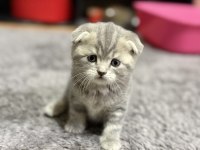 Sevimli scottish fold kardeşler yeni yuvalarını arıyor
