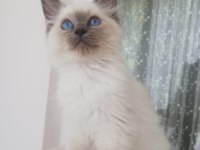 Safkan erkek ragdoll