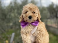 Orijinal dişi brown toy poodle