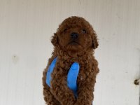 Red Brown Şecereli Toy Poodle Yavrular