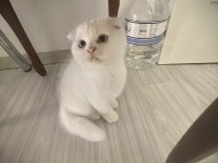 Son kalan scottish fold yavrum 65 günlük uygun