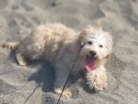 Mia ya yuva arıyoruz maltipoo