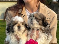 Çok Sevimli Shih-Tzu