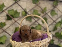 Show kalite poodle yavrularımız sizleri bekliyor