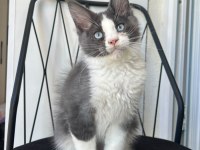 Mavi Gözlü Dev Adam Maine Coon