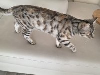 Bengal kedisi