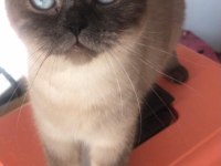 Uygun scottish fold chocolate point kızımız