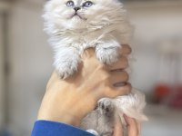 Üst kalite dişi british longhair yavrumuz kartopu