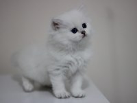 British longhair safkan