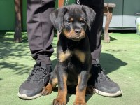 Şampiyon Rottweiler Yavruları