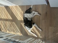 Aşırı oyuncu bebiş köpeğimiz