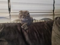 Scottish Fold Sırrı Bey