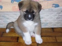 Akita Bebeklerim Yeni Yuvaya Hazır