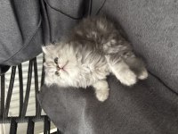 Tatlı british longhair bebeğimiz