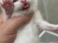 Dünya tatlısı scottish fold ve british yavrularım