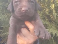 A Kalite Labrador Yavrularım Çikolata