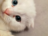 2 aylık scottish fold