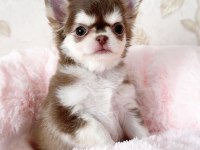 Aşılı Karneli Teacup Chihuahua Yavrularımız