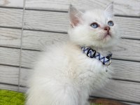British longhair ve shorthair