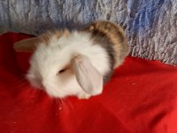 Teddy lop tavşan yavrular mavi göz