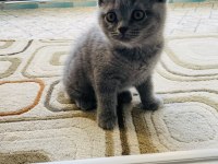 British shorthair