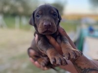 ERKEK KIZIL DOBERMAN YAVRULAR