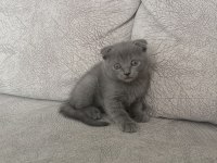 Acil Yavru scottish fold