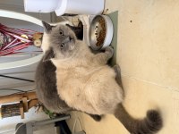Ücretsiz british shorthair kedimiz