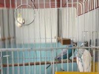 Çift muhabbet kuşu