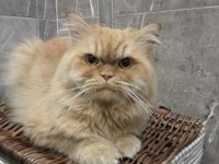 Chinchilla kedime eş arıyorum