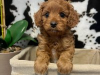 VETERİNER KLİNİĞİNDE TESLİM MALTİPOO BEBEKLER