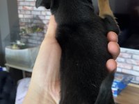 Pinscher varsa daha iyisi o da annesi