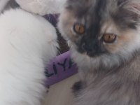 Kediler Yeni Ailesini Arıyor