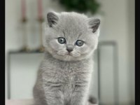 British shorthair kedim