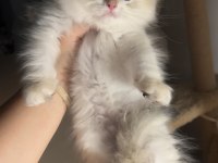 British longhair golden point erkek ny1233