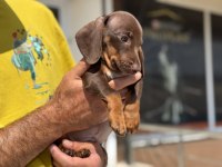 Çok özel safkan mini dachshund yavrumuz