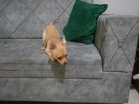Şivava 1.5 aylık chihuahua