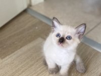 SİYAM KEDİSİ EĞİTİMLERİ TAM YAVRULAR