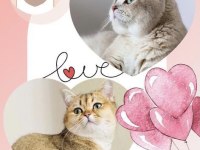 Şecereli british shorthair kedi