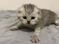 Yeni minik yavrularım british shorthair