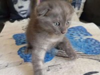 Yavru scottish fold