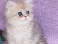 KEDİLER BEREKETTİR
