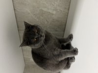 British shorthair dişi ücretsiz sahiplendirme