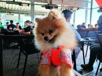 Oğluma Eş Arıyorum Pomeranian Boo