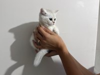 British Shorthair Yavru Kedisi